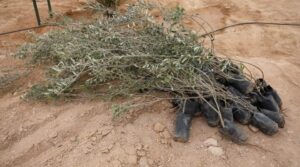 بالصور.. "جنة الصابرين" تُقدم كشف حساب لكافة أنشطتها الخيرية 2 IMG 20210601 WA0033